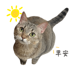 臭臉貓胖胖