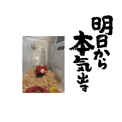 omochi_20221217113912