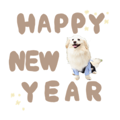 tanuki_20221217145748
