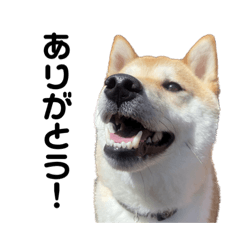ruru_20221217145337