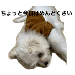 tom_20221218070314