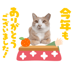 3匹のハチワレねこXmas＊お正月 ver.