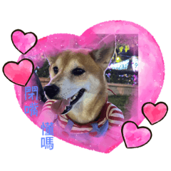 你是豬嗎～～～