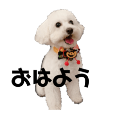 KOMUGI.toy poodle