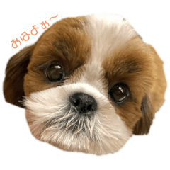 Onpusan of Shih Tzu