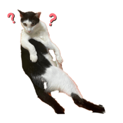 我是包子是隻貓