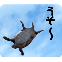 turtle payo6