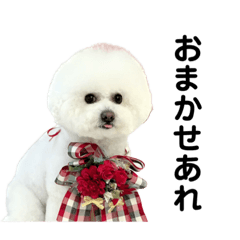 Bichon frize Cocotan 7