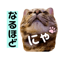 shiho_20221218223757