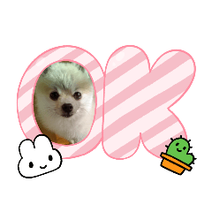 a cute Pomeranian