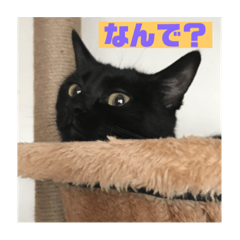 Bella_neko