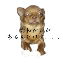 yanagi_20221220065846