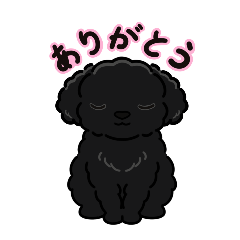 Daily life of a black toy poodle