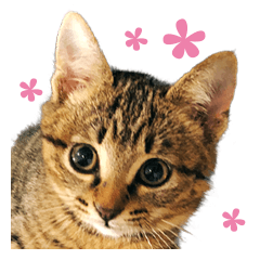 Photo sticker of the brown tabby cat.