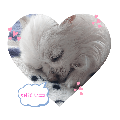 shiho_20221220194649