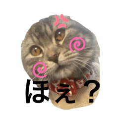 shin_20221220215551