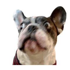 French Bulldog Butter 1