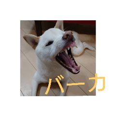 ワン太マメ太の日常2
