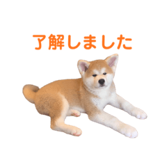 nana_akitainu