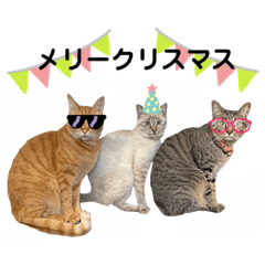 Ｍ我が家の保護猫2022年末年始2023