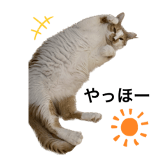 nyanko_20221221212554