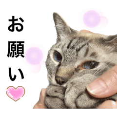 nyanko_20221221212859