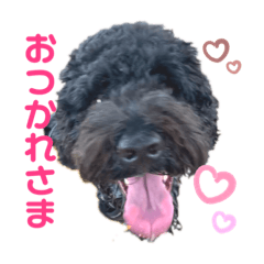 Gardie Portuguese Water Dog