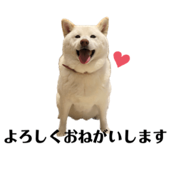 konatsunohibi