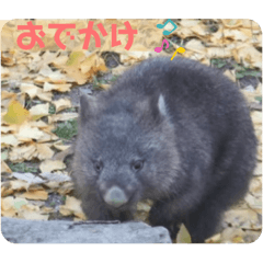 のんびりウォンバットvol.8
