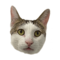 史上最傲嬌的貓