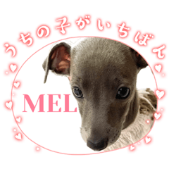 mel_stamp_iggy