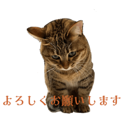 arisa_20221223144014