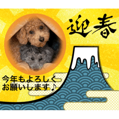 Sayuri_20221223173903