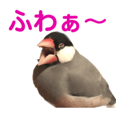 java sparrow Punch japanese word