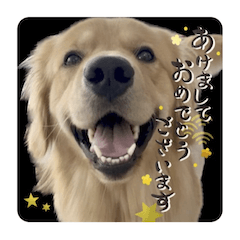 BISUKE'S STORY Golden Retriever-mimi26