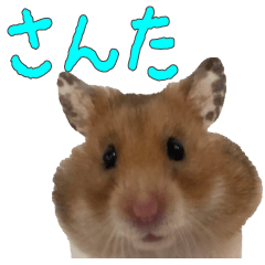 ハムスターの「さんた」