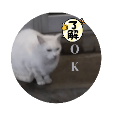 tanuki_20221223191429