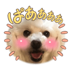 matsushi  dog