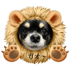 rina_20221223225943