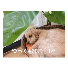 dog language made in japanese