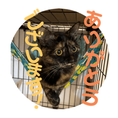 cat sisters stamps