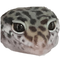 Baby WARABI