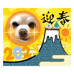 Chihuahua maro winter sticker