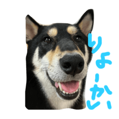 Japan Shiba dog gen