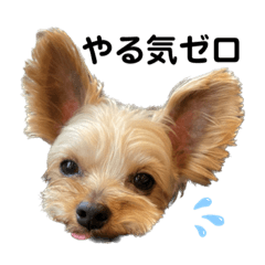 Yorkshire Terrier Yo-chan stamps