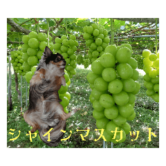 チワワの蓮くん(食いしん坊Ｖｅｒ．)犬