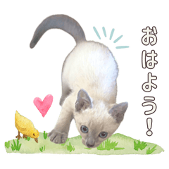 ナゴヤくんの猫スタンプVer.1