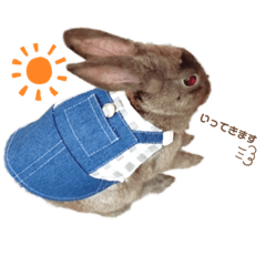 rabbit-Moka