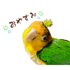 シロハラインコこなつ