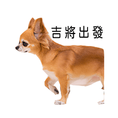chihuahua in chinese